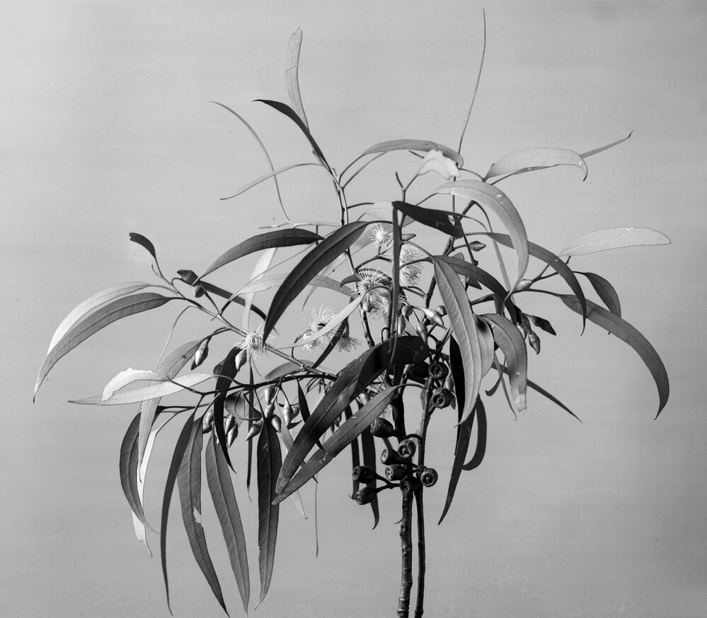 Eucalyptus Occidentalis