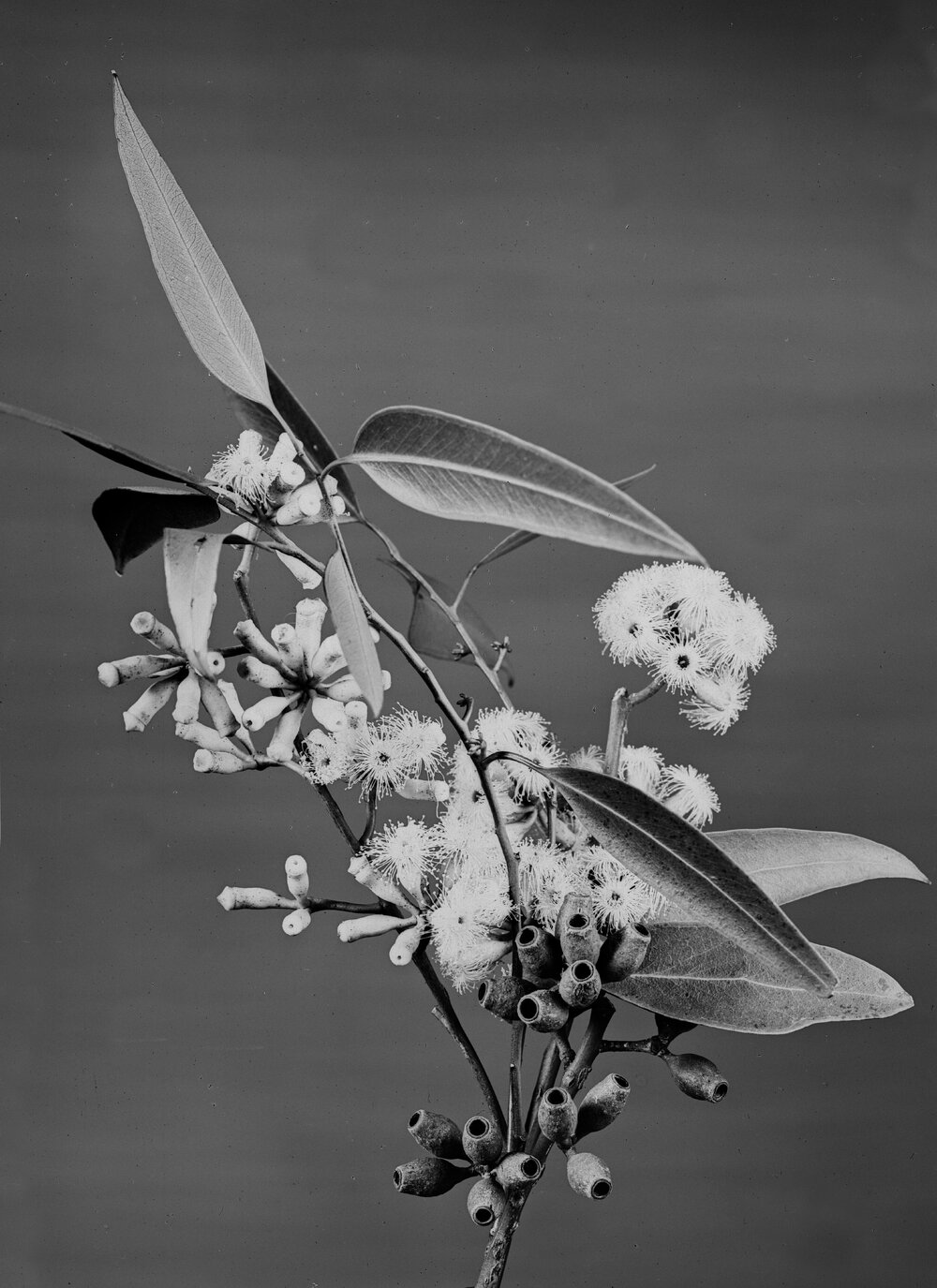 Eucalyptus Cladocalyx