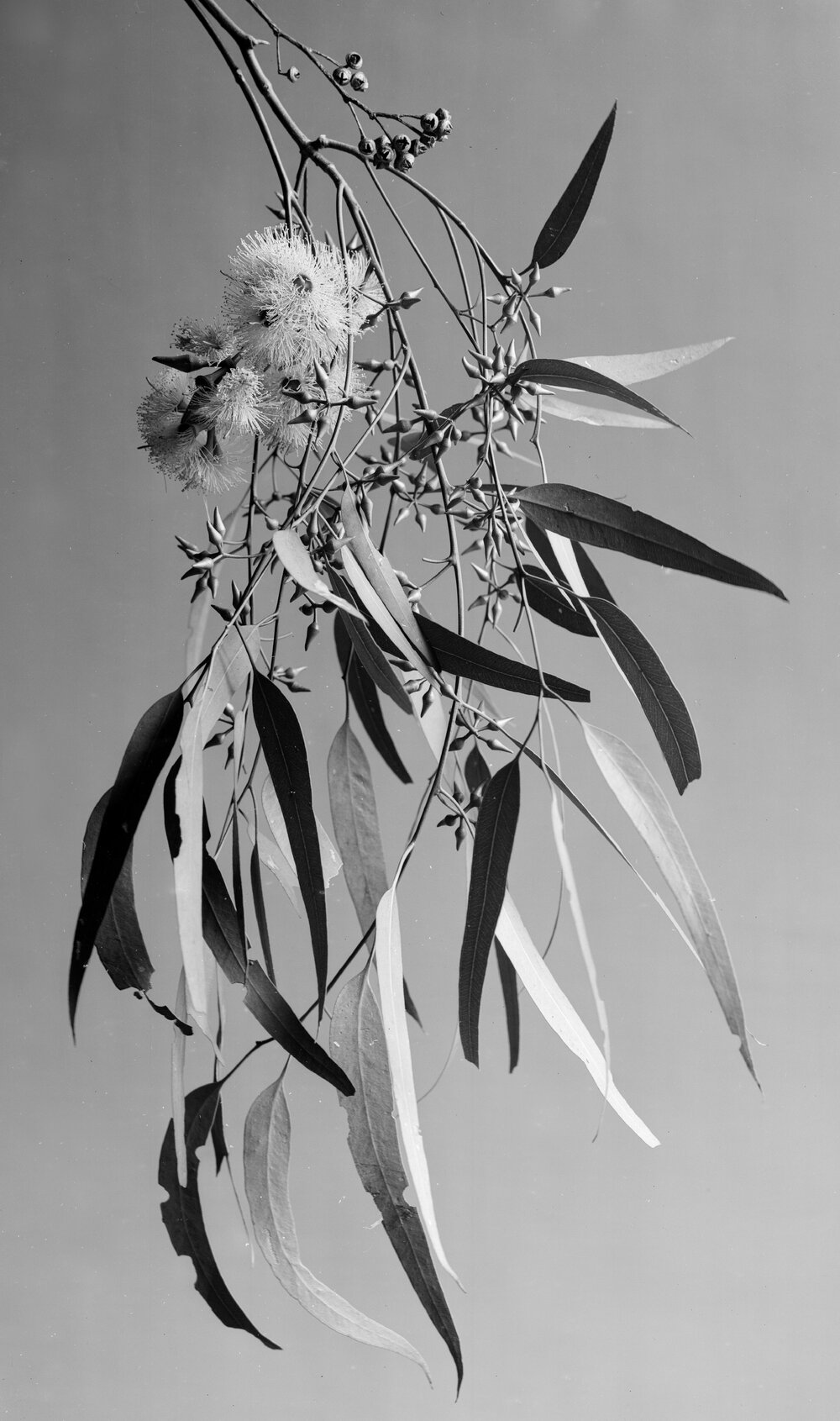 Eucalyptus Umbellata