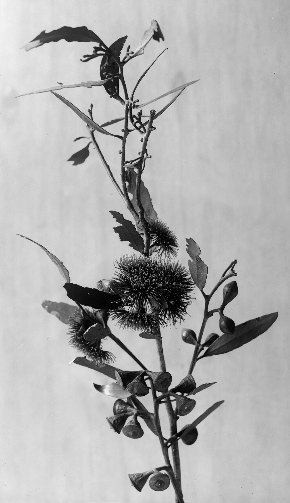 Eucalyptus Erythonema