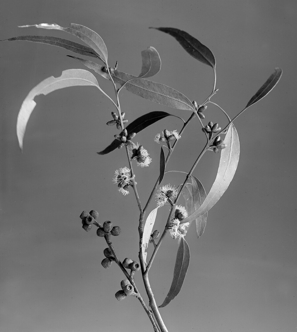 Eucalyptus Elaeophora