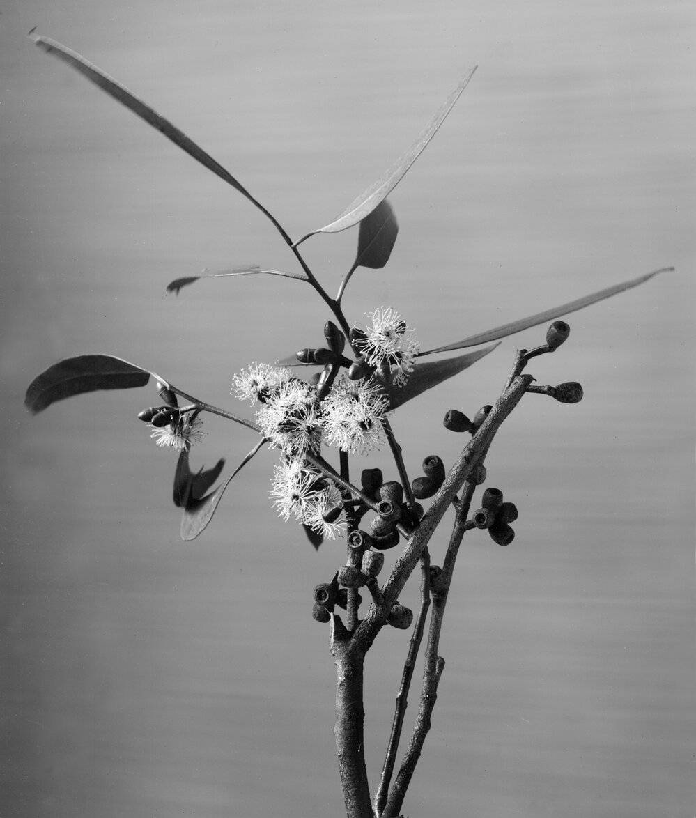 Eucalyptus Elaeophora.b