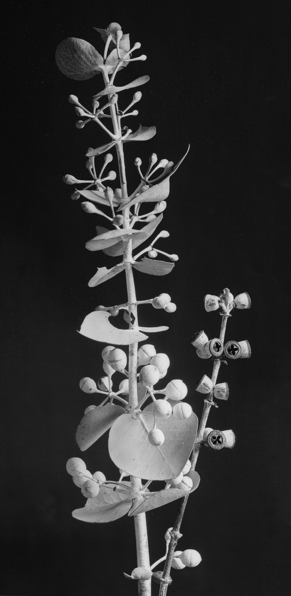 Eucalyptus Pulverulenta.b