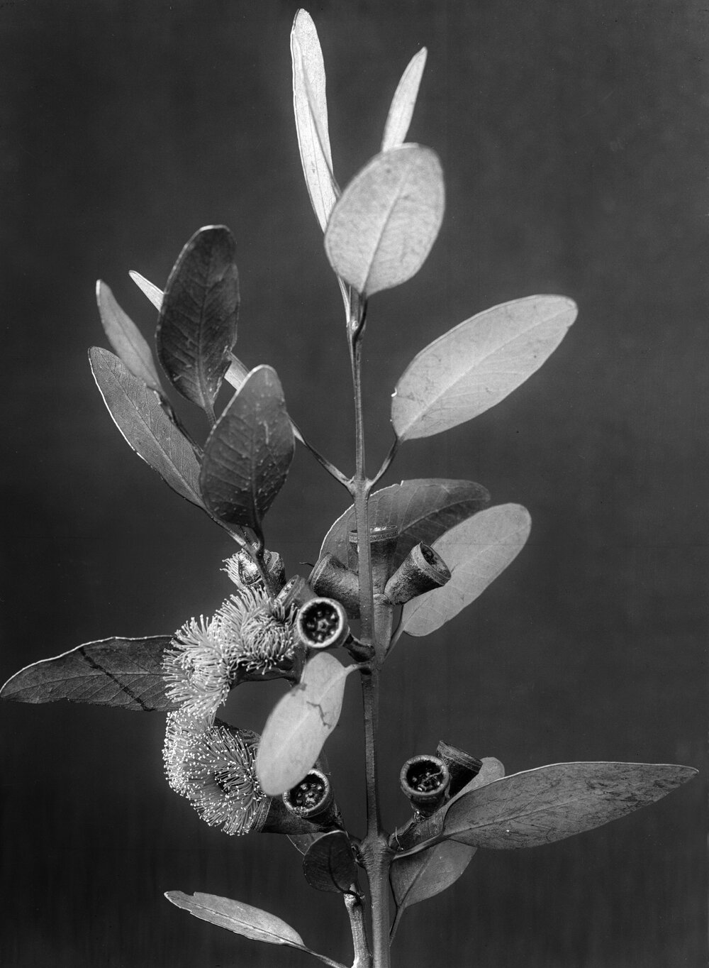 Eucalyptus Preissiana.b