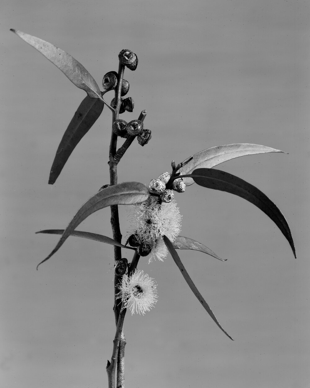 Eucalyptus Globulus var. St Johni