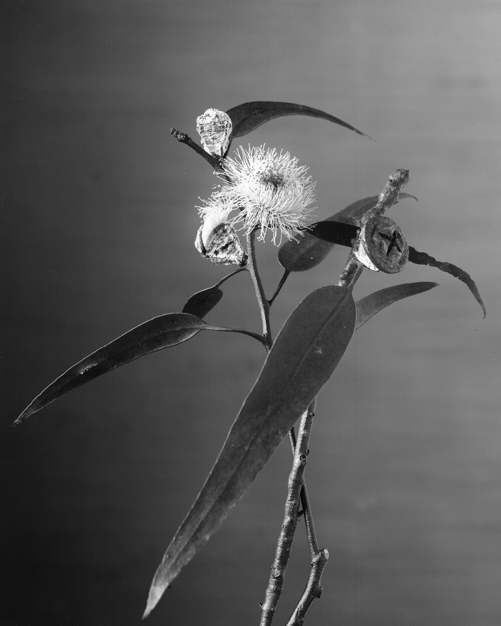 Eucalyptus Globulus.c