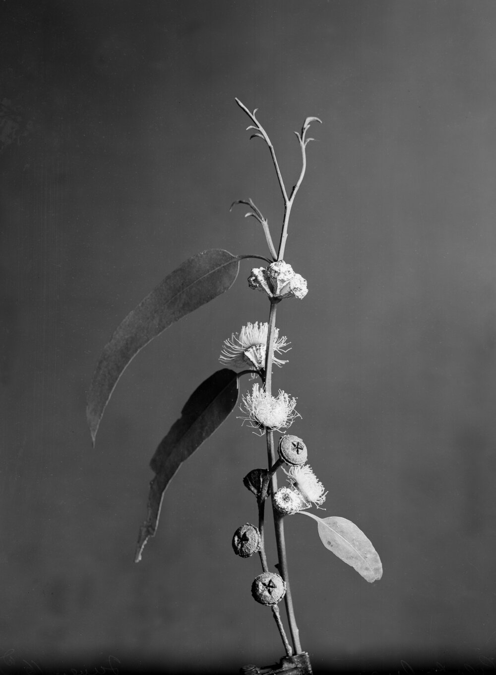 Eucalyptus Globulus.b