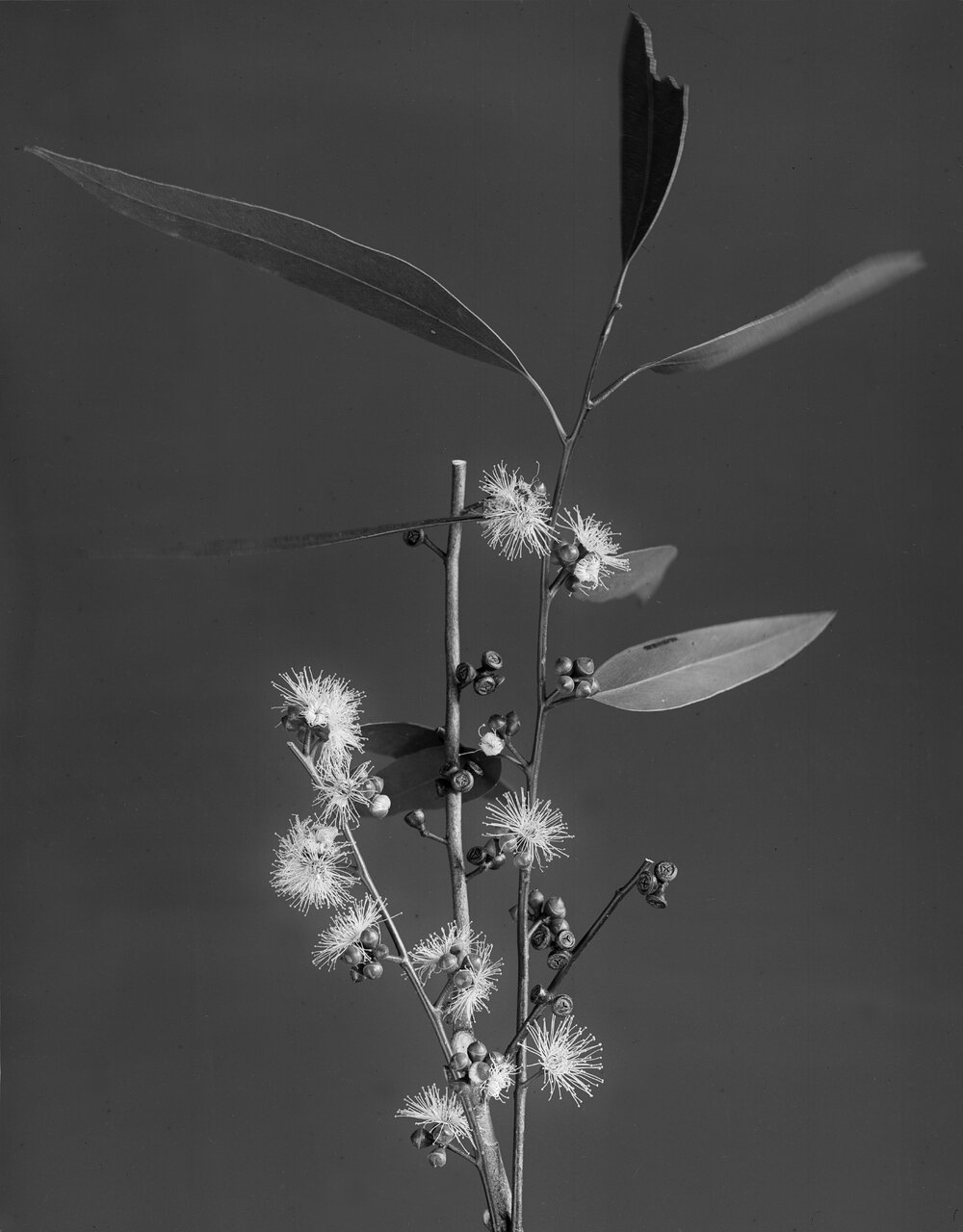 Eucalyptus Macarthuri