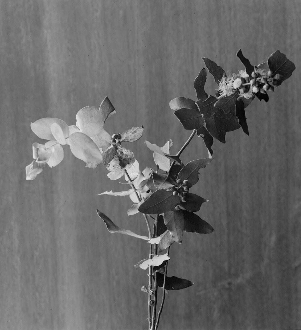 Eucalyptus Cinerea_linearis
