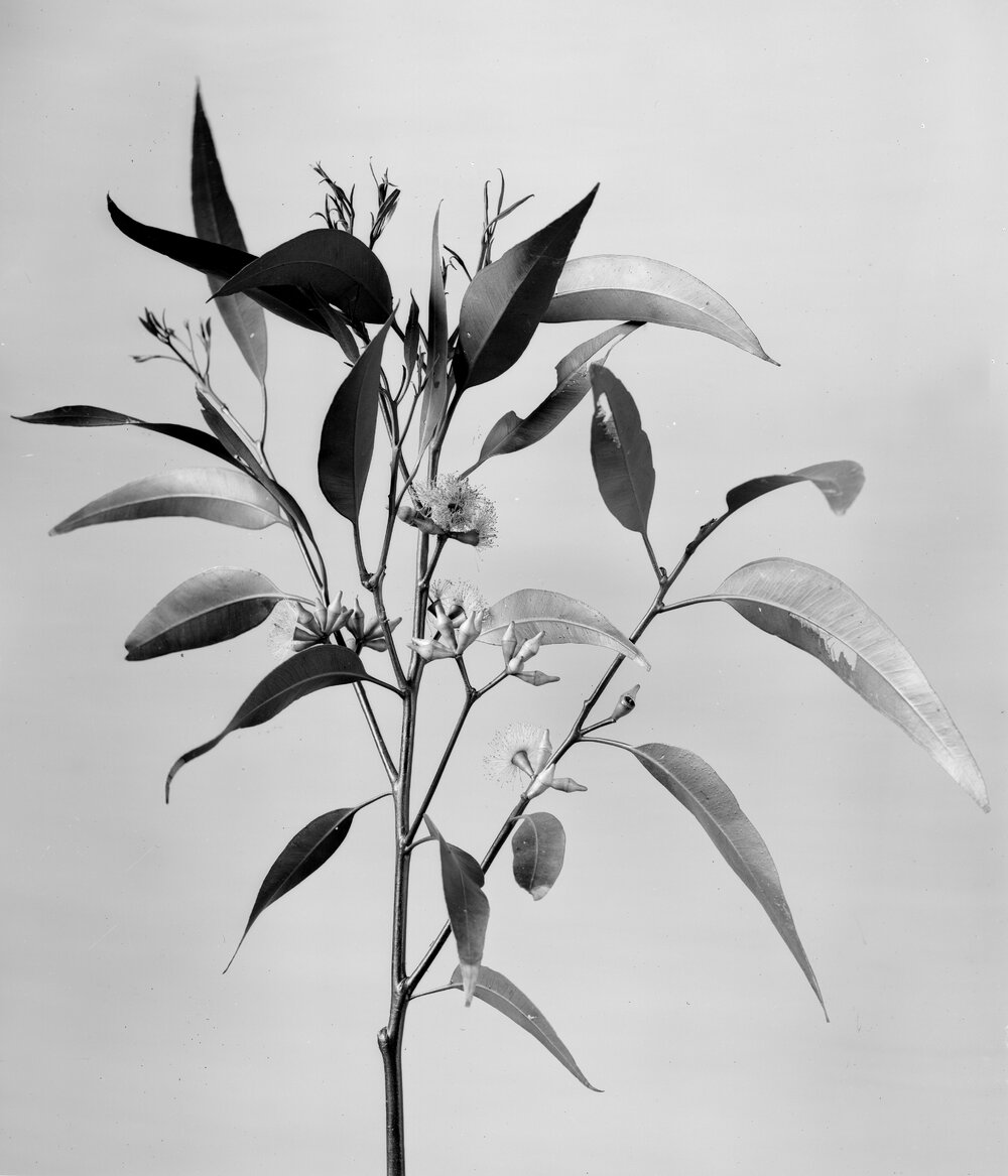 Eucalyptus Marginata.b