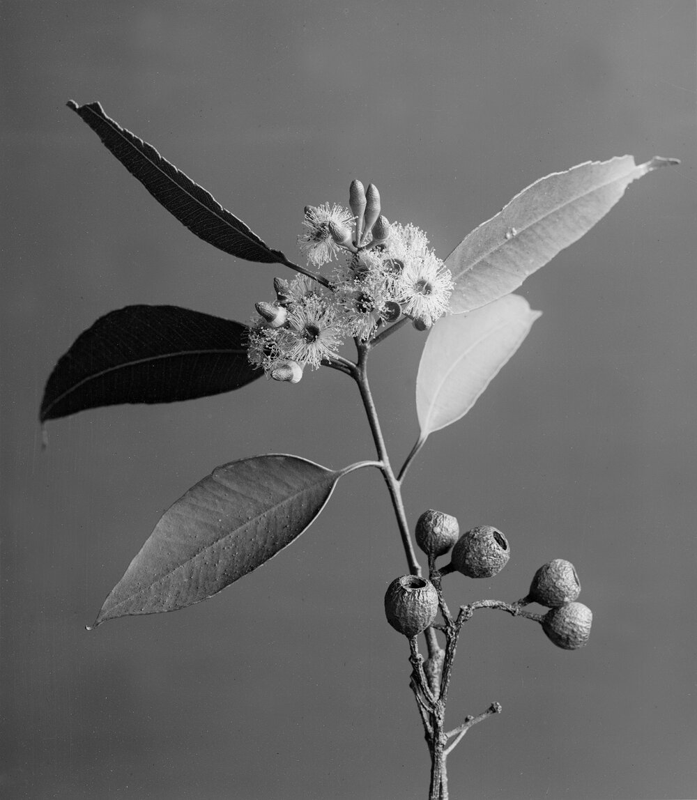 Eucalyptus Marginata