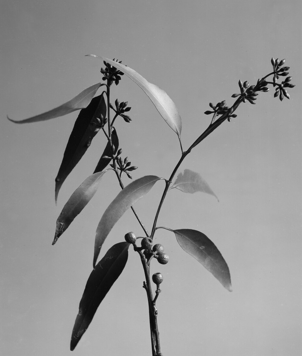 Eucalyptus Pilularis