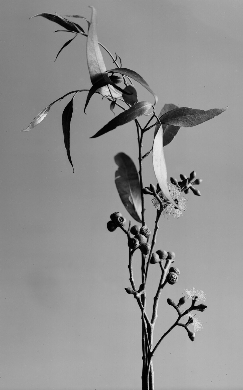 Eucalyptus Muelleriana