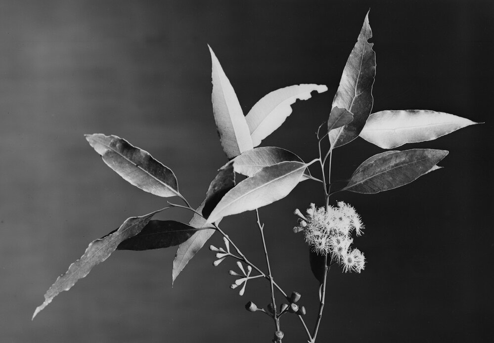 Eucalyptus Microcorys