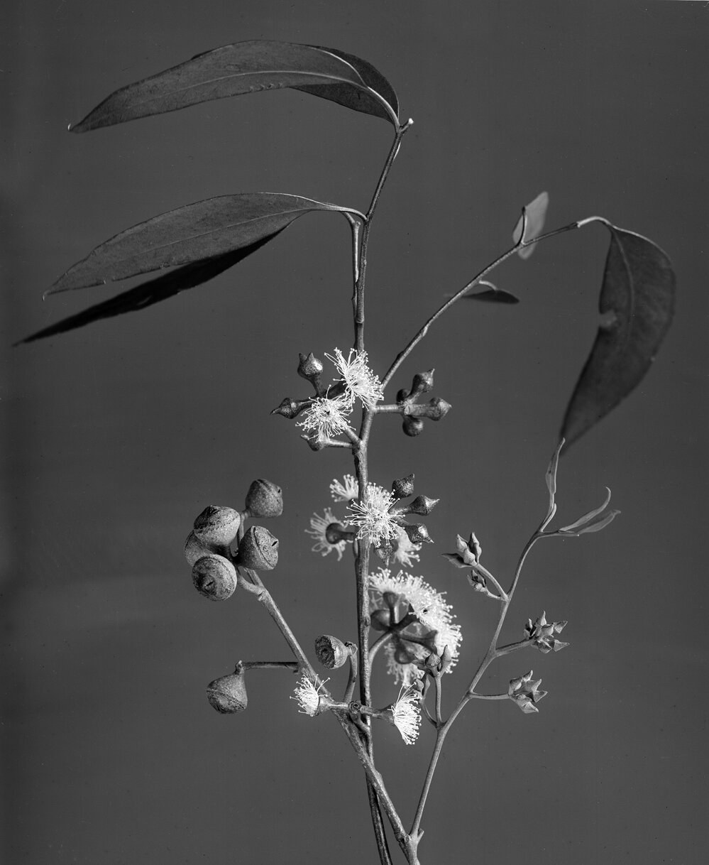 Eucalyptus Macrorryncha