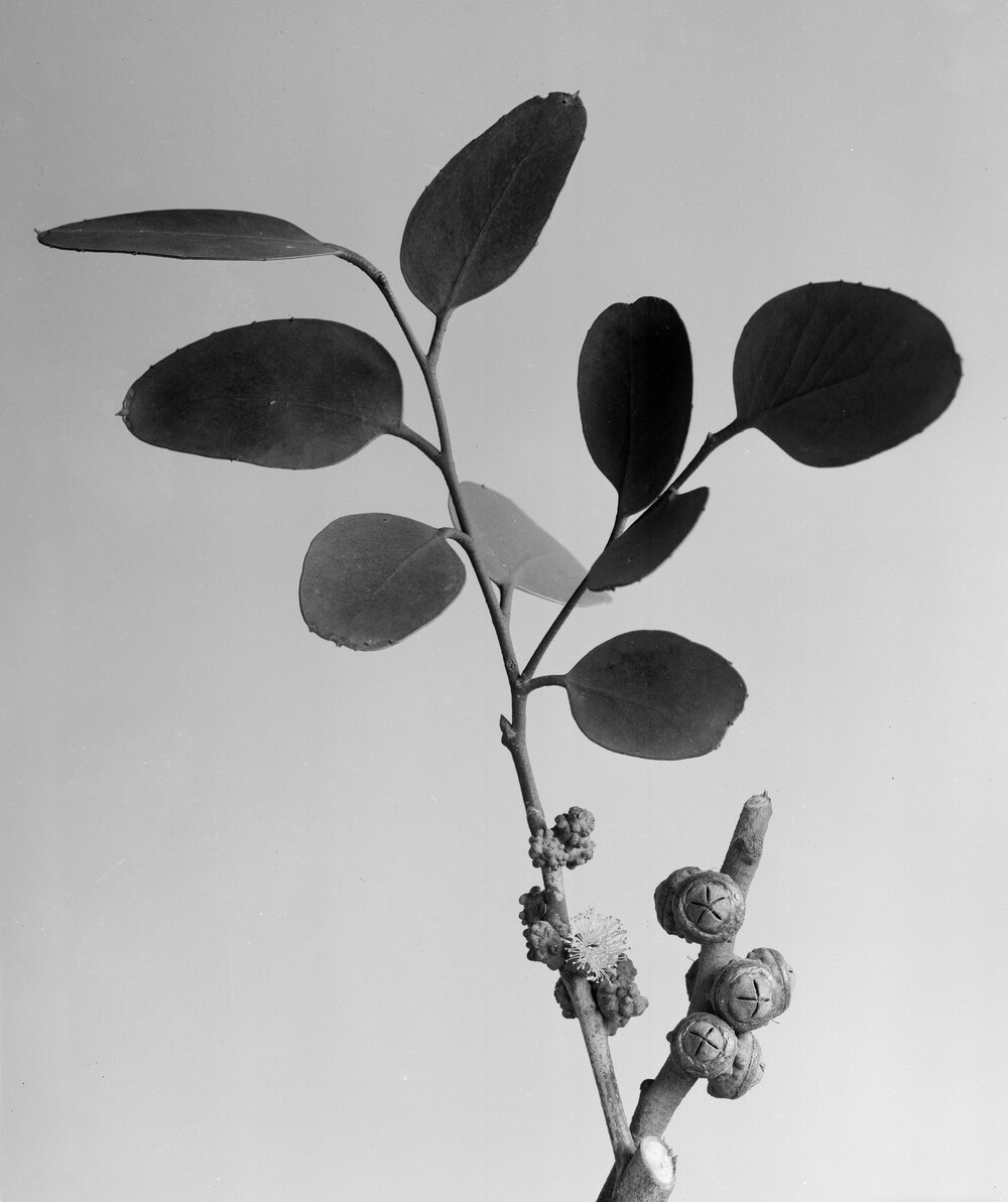 Eucalyptus Alpina