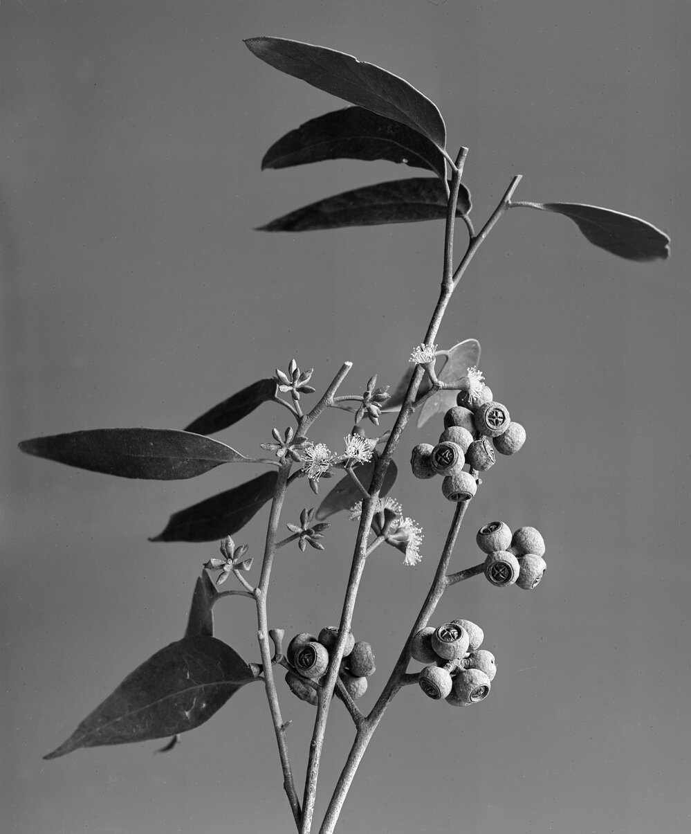 Eucalyptus Eugenioides