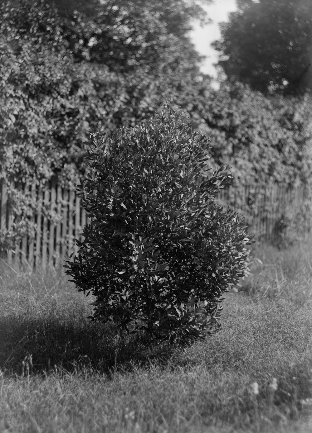 Eucalyptus Lehmanni_3yrsold