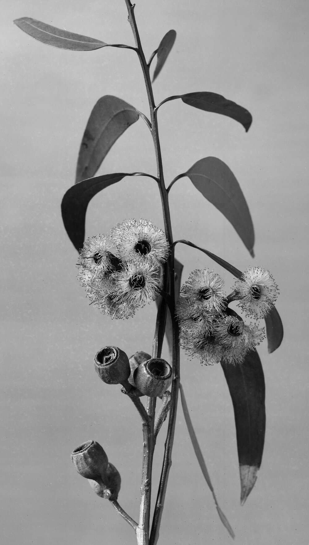Eucalyptus Planchoniana