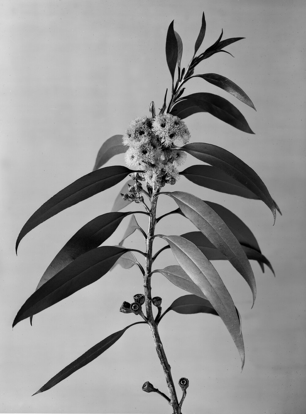 Eucalyptus Leuhmanniana-virgata