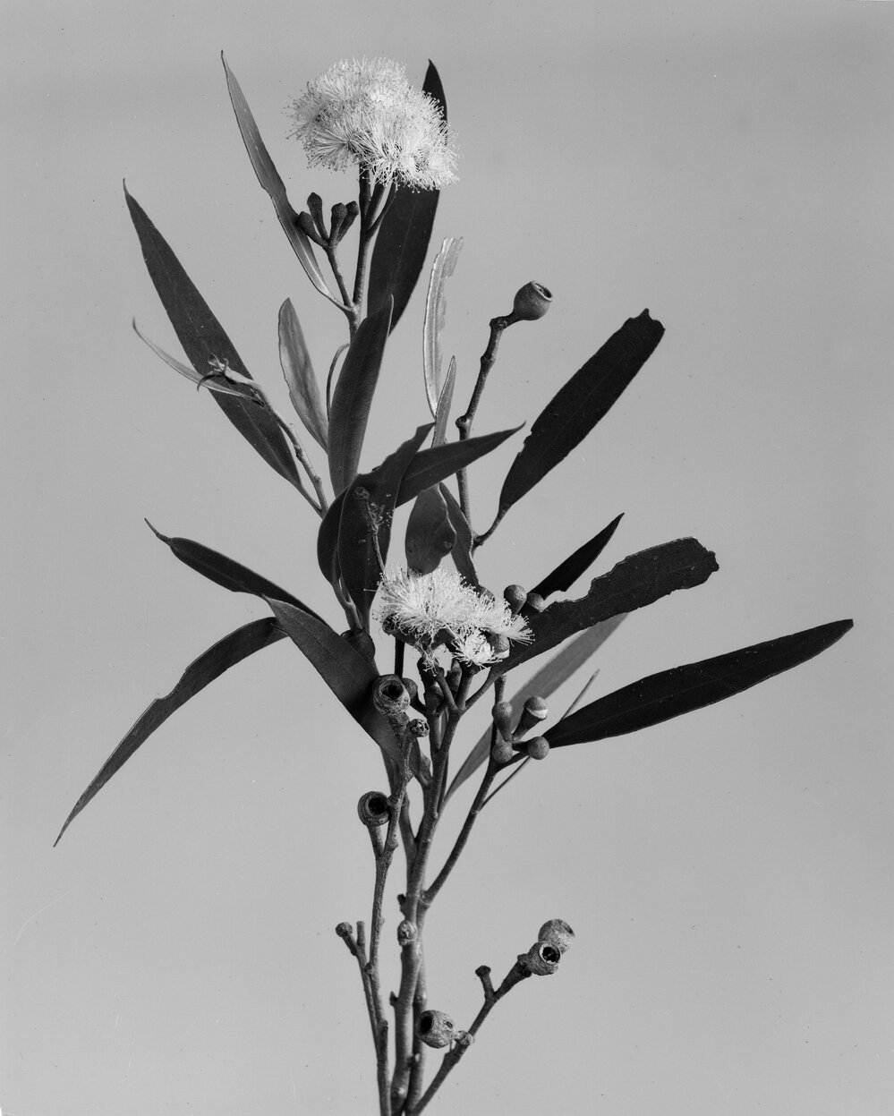 Eucalyptus Stricta