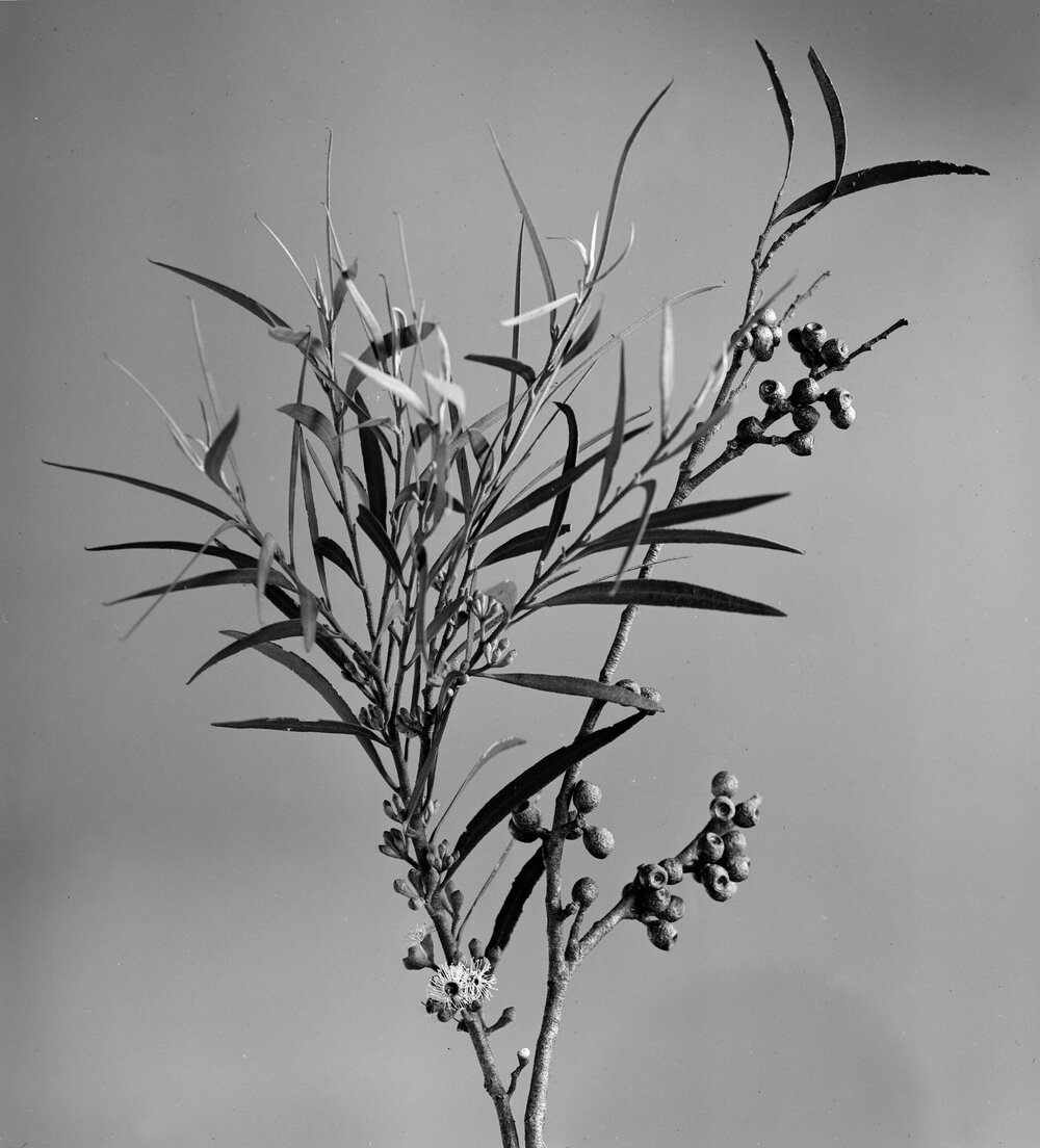 Eucalyptus Apiculata