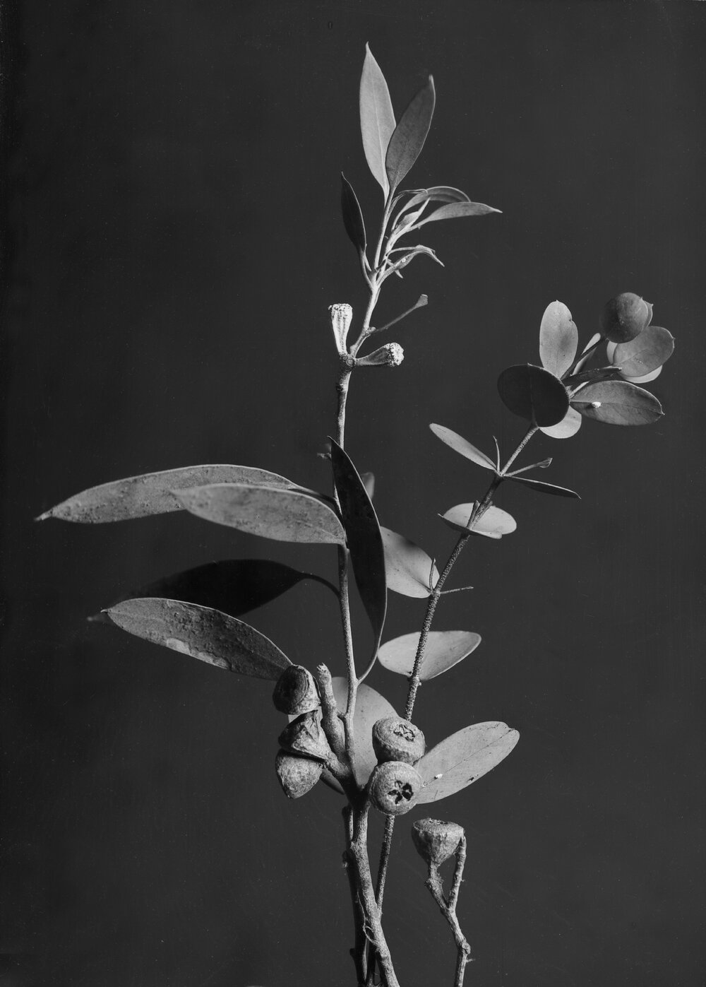 Eucalyptus Coccifera