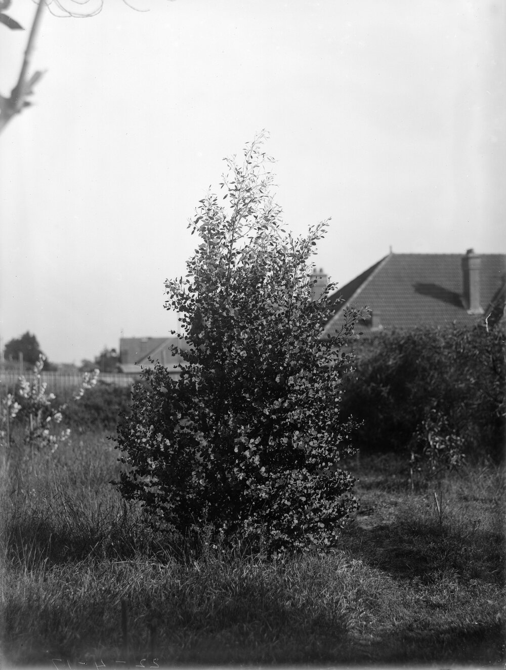 Eucalyptus Coccifera.3yrsold