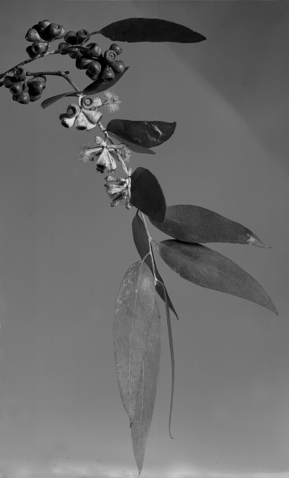 Eucalyptus Risdoni