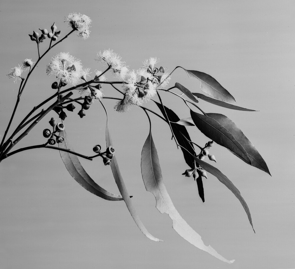 Eucalyptus Rostrata_26