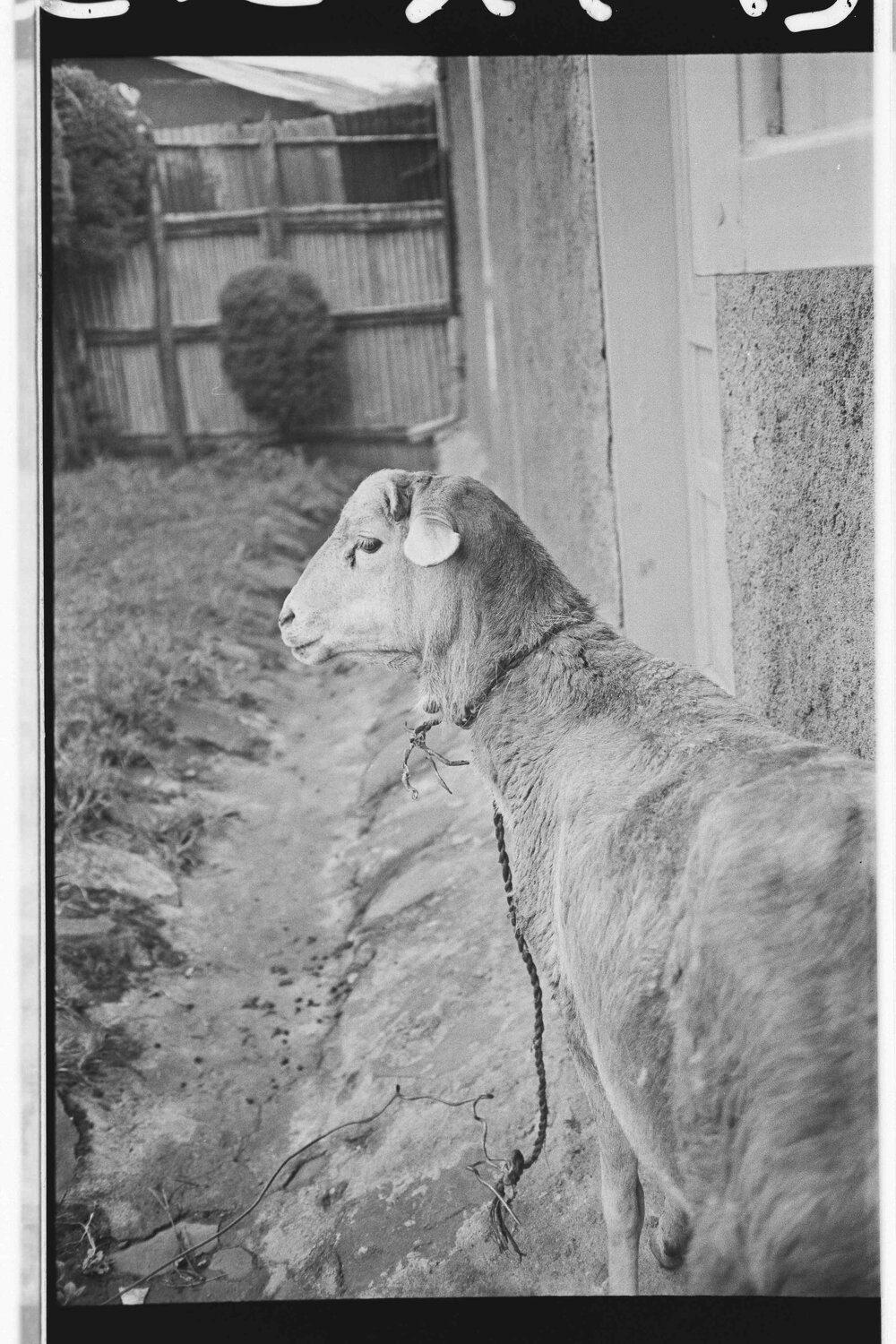 Ethiopia (a) negatives roll 15 of 16