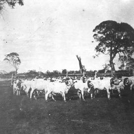 Fulham, Balmoral, Victoria.