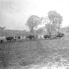Fulham, Balmoral, Victoria.