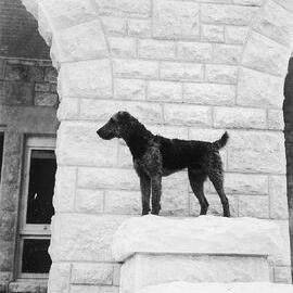 Dog on steps at Delgany, Portsea