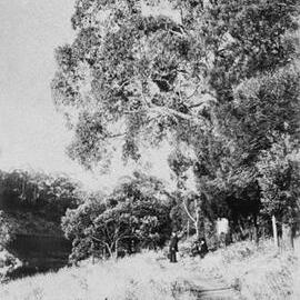 Bushland near Ballarat.