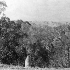 Bushland near Ballarat.