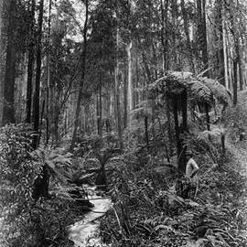 Ballarat landscape.