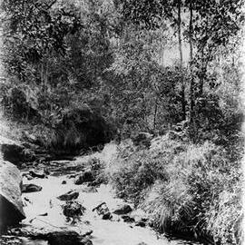 Creek near Ballarat.