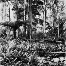 Creek near Ballarat.
