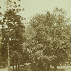 Avenue to the Teachers' Training College, University of Melbourne