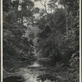 Moran's Creek, Lamington National Park, South Queensland