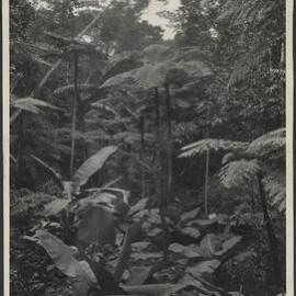 Tropic jungle, Fairyland, Kuranda, North Queensland