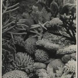 Coral Garden Hayman Island, Whitsunday Group