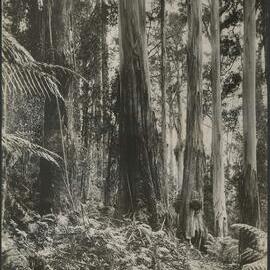 Swamp gums, National Park