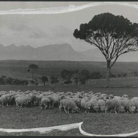 Sheep at the foot of Stirling Ranges