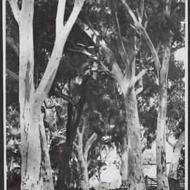 White gums, Lismore Road, near Coonabarabran, NSW