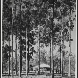 Forest Overseers Home Braimar, State Forest, NSW