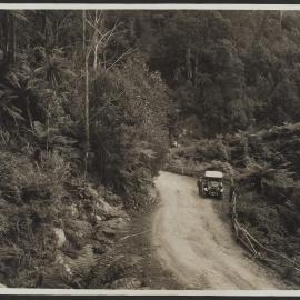 Motoring in the Tree Fern Country - on Brown Mountain, South Coast, NSW