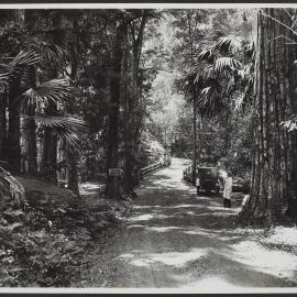A picturesque spot, greatly favoured for picnic on Lady Carrington Drive, National Park, NSW
