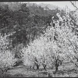 Fruit trees in flower in the Adelaide Hills, SA